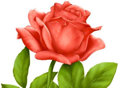 玫瑰鲜花 玫瑰鲜花