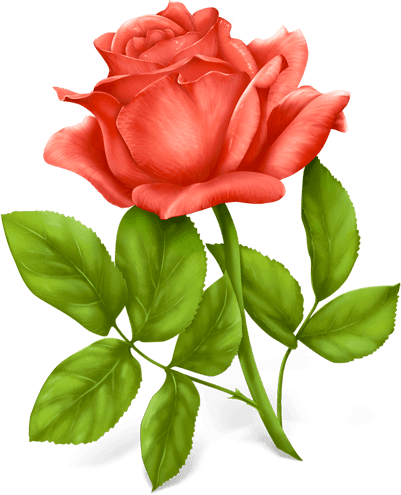 玫瑰鲜花 玫瑰鲜花