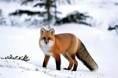 想一个真正的强者?你该向狼、狐、鹰学习! 想一个真正的强者?你该向狼、狐、鹰学习!