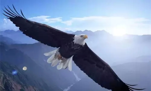 想一个真正的强者?你该向狼、狐、鹰学习! 想一个真正的强者?你该向狼、狐、鹰学习!