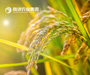 廣州南沙現(xiàn)代農(nóng)業(yè)產(chǎn)業(yè)集團(tuán)官網(wǎng)上線開通啦！