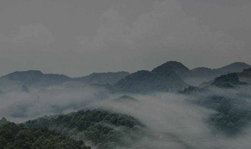 茶葉網(wǎng)站案例 | 今大福品牌官網(wǎng)