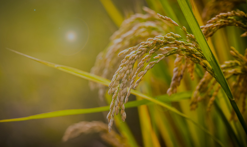 南沙農(nóng)業(yè)集團官網(wǎng)網(wǎng)站建設