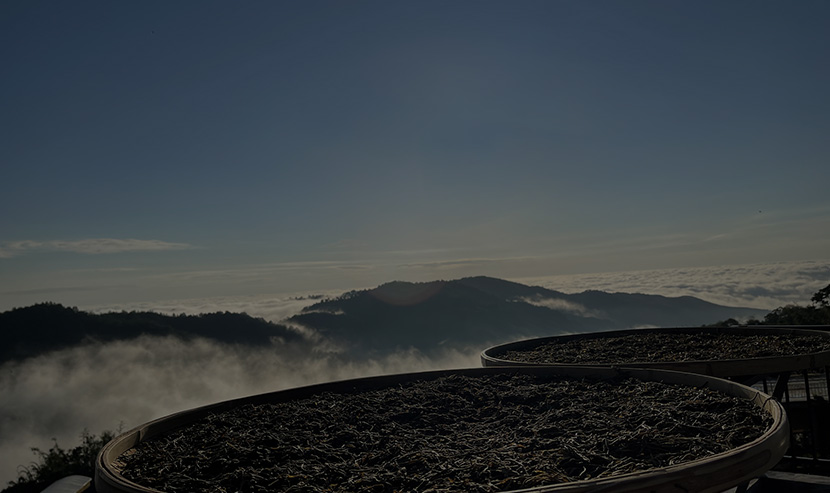 茶葉網(wǎng)站案例 | 今匯福品牌站