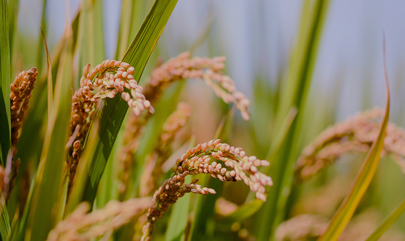 晟啟農(nóng)業(yè)官方網(wǎng)站